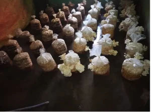 Navjyoti Social Centre - Shahpur